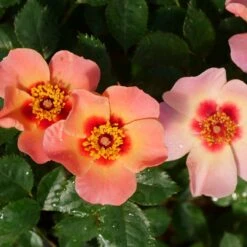Ringo All-Star™ Landscape Rose - Proven Winners - 4" Pot -Plant Shop ringo all star rose rosa 4 1080 1080 60 28116.1615344724