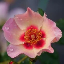 Ringo All-Star™ Landscape Rose - Proven Winners - 4" Pot -Plant Shop ringo all star rose rosa 5 1080 1080 60 05820.1615344724