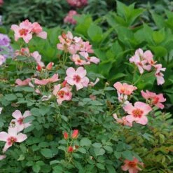 Ringo All-Star™ Landscape Rose - Proven Winners - 4" Pot -Plant Shop ringo all star rose rosa 8 1080 1080 60 58497.1615344724