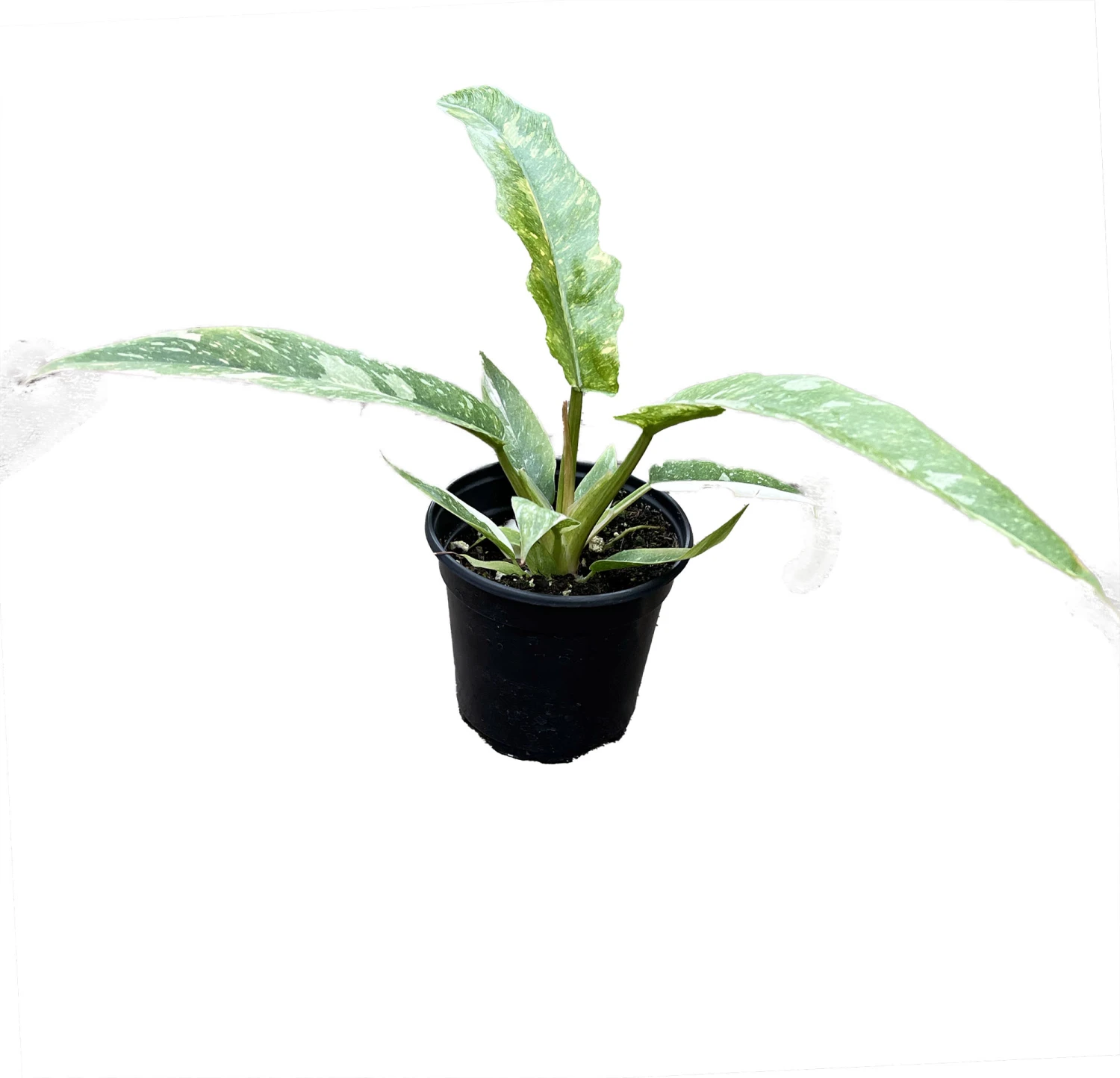 Rarest In The World! Ring Of Fire Philodendron - 4" Pot 2 Rarest In The World! Ring Of Fire Philodendron - 4" Pot - Image 2