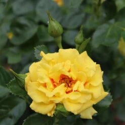 Rise Up™ Ringo® Climbing Rose - Proven Winners - 4" Pot -Plant Shop rosa rise up ringo 2 1080 1080 60 05883.1654621680