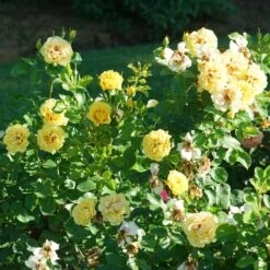 Rise Up™ Ringo® Climbing Rose - Proven Winners - 4" Pot -Plant Shop rosa rise up ringo 5 1080 1080 60 12564.1654621680