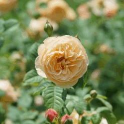 FLAVORETTE™ Honey-Apricot Rose - Proven Winners - 4" Pot -Plant Shop rosa flavorette apricot honey dsc04303 800x800 31976ef 00216.1683686086