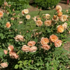 FLAVORETTE™ Honey-Apricot Rose - Proven Winners - 4" Pot -Plant Shop rosa flavorette apricot honey img e1564 800x800 edfc745 78198.1683686087