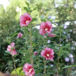 Red Pillar™ Rose Of Sharon - Hibiscus Syriacus - Proven Winners - 4" Pot -Plant Shop rose of sharon red pillar 2 49099.1675818937