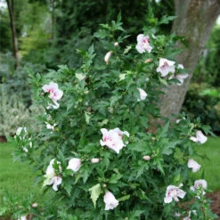 Starblast Chiffon™ Rose Of Sharon - Hibiscus Syriacus - Proven Winners - 4" Pot -Plant Shop rose of sharon starblast chiffon 2 20274.1675818938