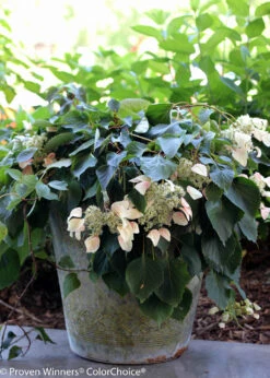 Rose Sensation False Hydrangea - 4" Pot - Schizophragma - Proven Winners 6 Rose Sensation False Hydrangea - 4" Pot - Schizophragma - Proven Winners -Plant Shop rose sensation schizophragma 7739 95060.1615344616