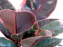 Strawberry & Cream Ruby Rubber Tree Plant - Ficus - 6" Pot -Plant Shop rubberpink1new 98554.1596226830