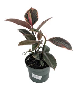 Strawberry & Cream Ruby Rubber Tree Plant - Ficus - 6" Pot