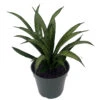 Rare Lilliput Snake Plant - Sansevieria Trifasciata Hybrid - 4" Pot