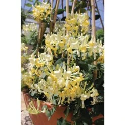 Scentsation Honeysuckle - Proven Winner - Lonicera - Very Fragrant - 4" Pot -Plant Shop scentsationhoney 53537.1615344561