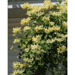 Scentsation Honeysuckle - Proven Winner - Lonicera - Very Fragrant - 4" Pot -Plant Shop scentsationhoneysuckle 23311.1615344561
