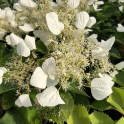 FLIRTY GIRL™ False Hydrangea - 4" Pot - Schizophragma - Proven Winners