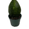 Shark Fin Snake Plant - Whale Fin - Sanseveria Masoniana - 4" Pot - Collector's