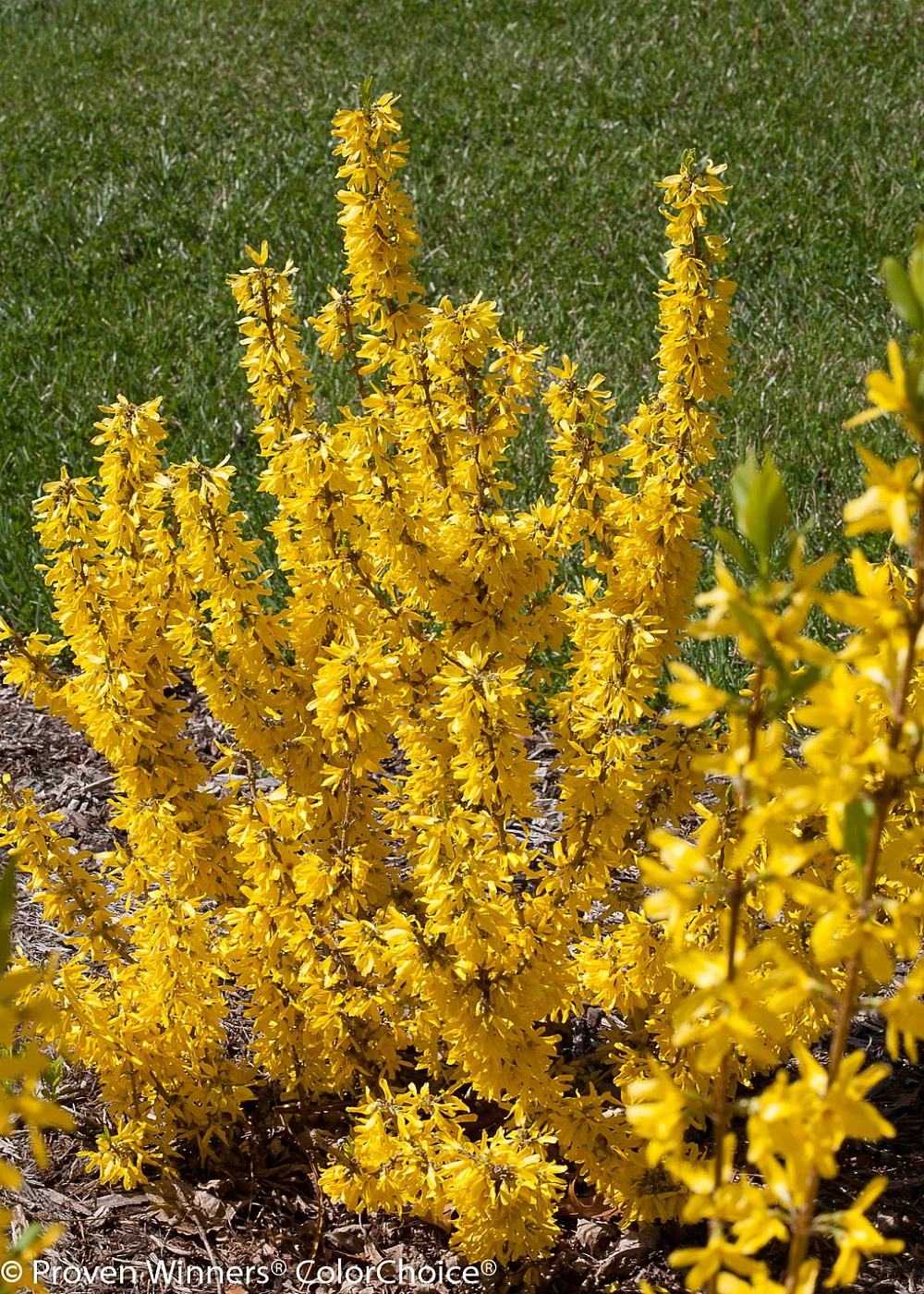 Show Off Sugar Baby® Forsythia 'Ninbus' PPAF - Compact - 4" Pot - Proven Winners 1 Show Off Sugar Baby® Forsythia 'Ninbus' PPAF - Compact - 4" Pot - Proven Winners