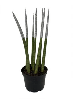 Make-Upz Glitter Silver Bamboo Shoots Snake Plant - Sansevieria - 6" Pot