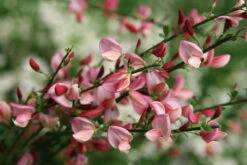 Sister Rosie® Scotch Broom - 4" Pot - Cytisus - Proven Winners
