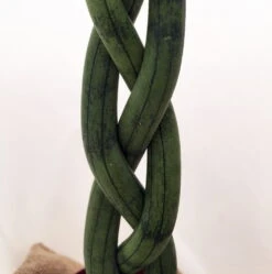 'Snake In A Bag' Braided Snake Plant - Sanseveria - 4" Pot Plus Burlap Bag -Plant Shop snakeinbag11 19982.1628788351