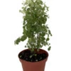 Snowbush - Breynia Disticha - Great House Plant - 4" Pot