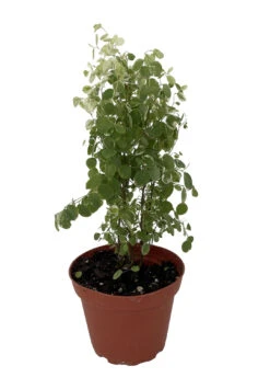 Snowbush - Breynia Disticha - Great House Plant - 4" Pot