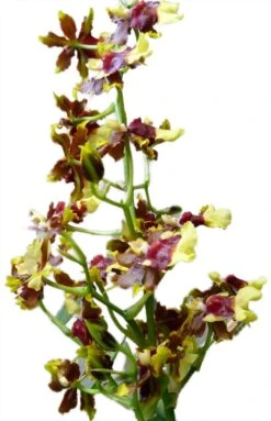 Space Race CoCo Orchid - Oncidium Hybrid - 4" Pot - Collector Orchids -Plant Shop spacecocobloomsnew 07424.1693671032