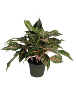 Best Seller 16 Sparkling Sarah Chinese Evergreen Plant - Aglaonema - Grows In Dim Light - 5" Pot