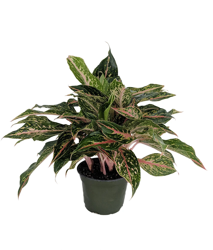 Sparkling Sarah Chinese Evergreen Plant - Aglaonema - Grows In Dim Light - 5" Pot 1 Sparkling Sarah Chinese Evergreen Plant - Aglaonema - Grows In Dim Light - 5" Pot