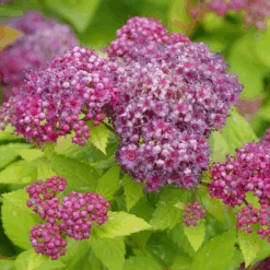 DOUBLE PLAY® DOLLY™ - Spiraea Japonica - Proven Winners - 4" Pot