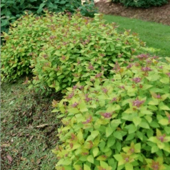 DOUBLE PLAY® DOLLY™ - Spiraea Japonica - Proven Winners - 4" Pot -Plant Shop spiraea double play dolly p1184164 800x800 8db5de9 71520.1688078409