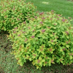 DOUBLE PLAY® DOLLY™ - Spiraea Japonica - Proven Winners - 4" Pot -Plant Shop spiraea double play dolly p1184166 800x800 08c16ce 40945.1688078409