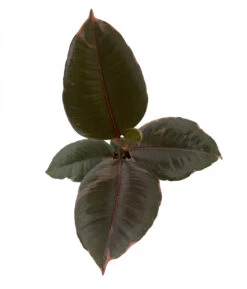 Hirt's Strawberry & Cream Ruby Rubber Tree Plant - Ficus - 4" Pot