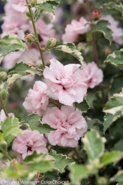 Sugar Tip® Hibiscus Rose Of Sharon - Creamy/White Tips - Proven Winners - 4" Pot -Plant Shop sugar tip hibiscus 8188 84720.1615344480