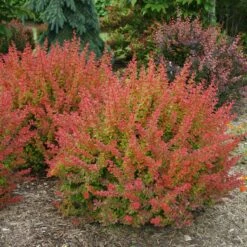 SUNJOY® TANGELO™ Berberis Thunbergii- Outside Or Bonsai - Proven Winners - 4" Pot