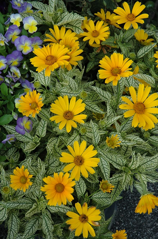 Sunstruck Heliopsis Perennial Plant - False Sunflower - Gallon Pot 1 Sunstruck Heliopsis Perennial Plant - False Sunflower - Gallon Pot