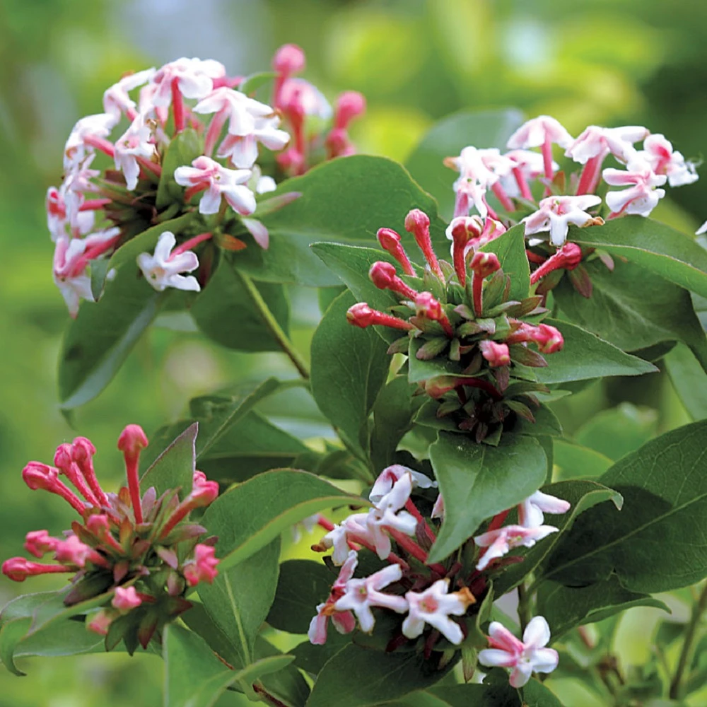 SWEET EMOTION® Abelia - 4" Pot - Proven Winners 1 SWEET EMOTION® Abelia - 4" Pot - Proven Winners