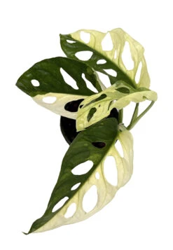 Exotic Variegated Swiss Cheese Plant - Monstera Adansonii Var - 4" Pot 7 Exotic Variegated Swiss Cheese Plant - Monstera Adansonii Var - 4" Pot -Plant Shop swissvar 74351.1662145543