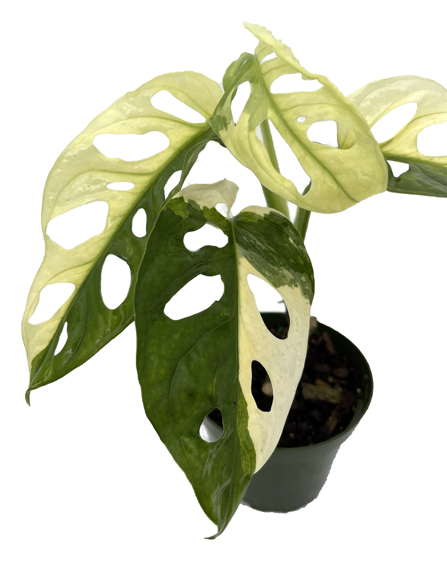 Exotic Variegated Swiss Cheese Plant - Monstera Adansonii Var - 4" Pot 1 Exotic Variegated Swiss Cheese Plant - Monstera Adansonii Var - 4" Pot