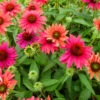 Sombrero® Tres Amigos Coneflower Perennial - Echinacea - Gallon Pot