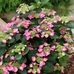TUFF STUFF TOP FUN™ - Mountain Hydrangea - Hydrangea Serrata - 4" Pot -Plant Shop top20fun20stuff203 99936.1678996086