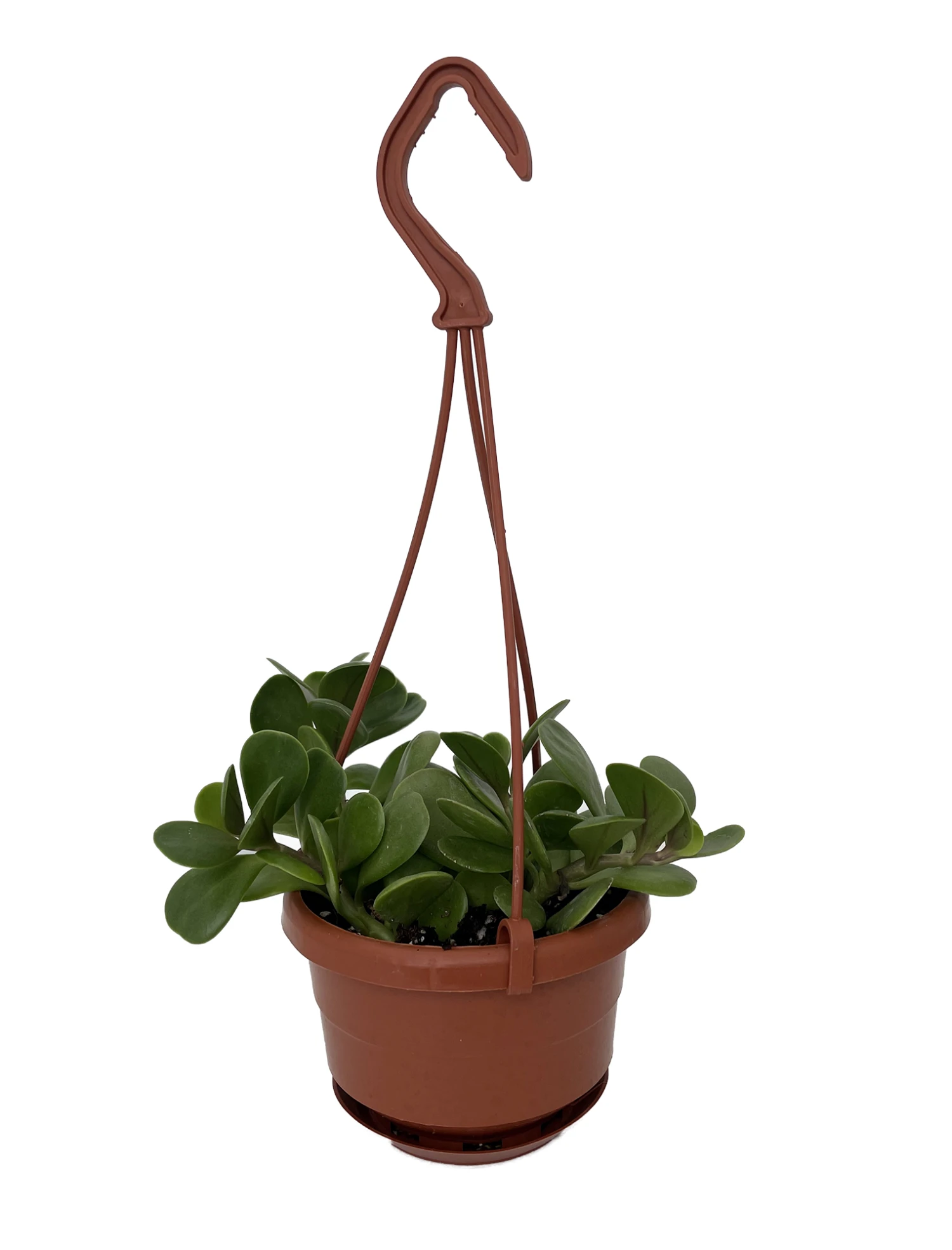 Trailing Jade Plant - Senecio Jacobsenii - 4" Mini Hanging Basket 2 Trailing Jade Plant - Senecio Jacobsenii - 4" Mini Hanging Basket - Image 2