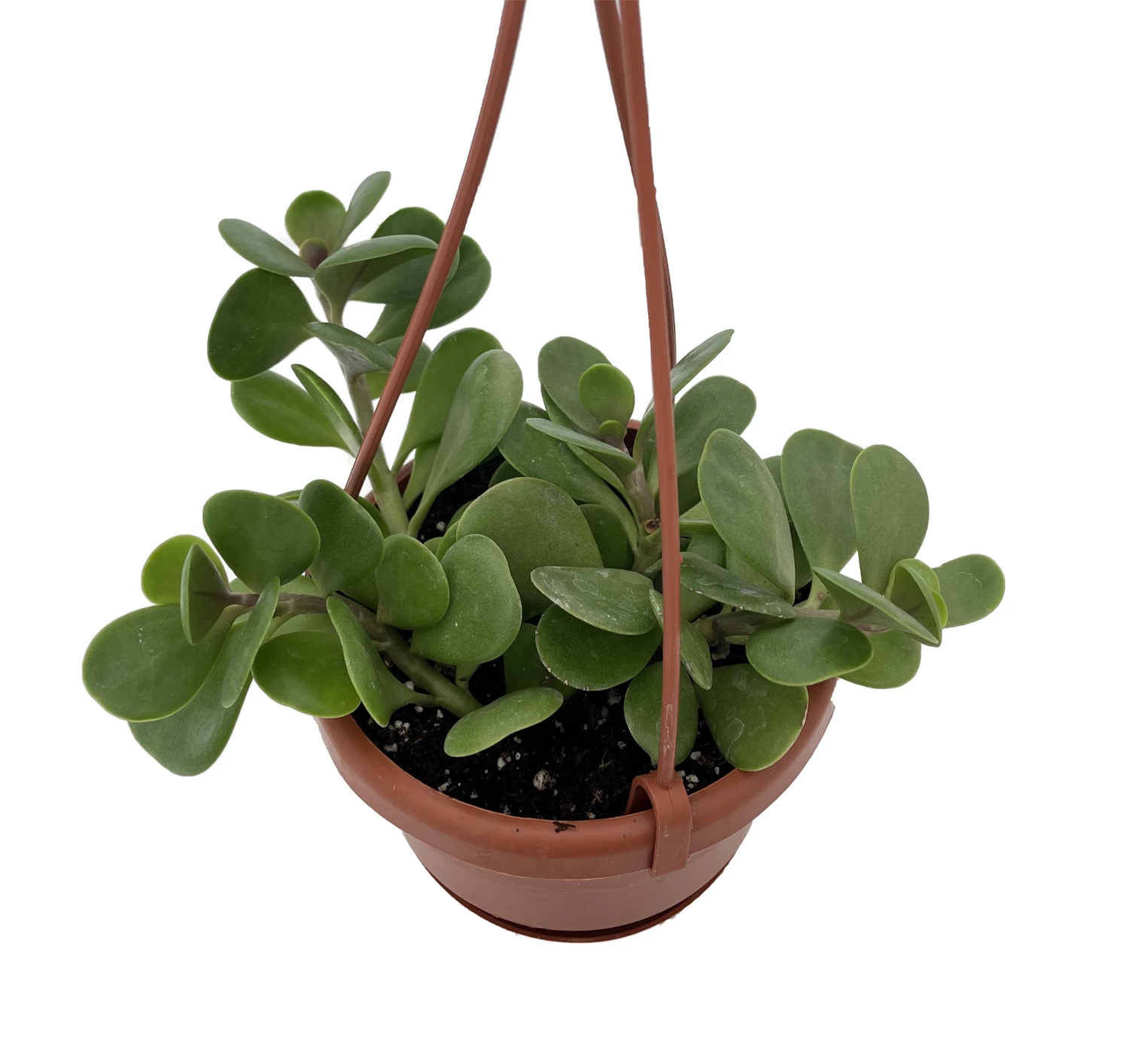 Trailing Jade Plant - Senecio Jacobsenii - 4" Mini Hanging Basket 1 Trailing Jade Plant - Senecio Jacobsenii - 4" Mini Hanging Basket