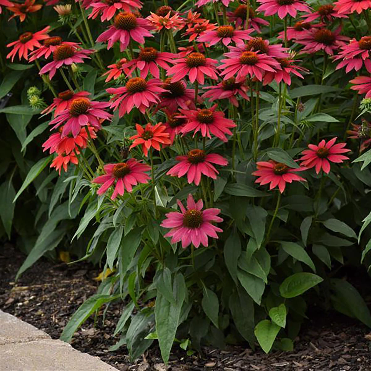Sombrero® Tres Amigos Coneflower Perennial - Echinacea - Gallon Pot 2 Sombrero® Tres Amigos Coneflower Perennial - Echinacea - Gallon Pot - Image 2