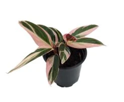 Tricolor Prayer Plant - Stromanthe Triostar - Easy To Grow House Plant - 4" Pot -Plant Shop tripraycal4innew 72866.1613099274