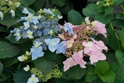 Tuff Stuff™ Ah-Ha Mountain Hydrangea Bush - Rebloomer - 4" Pot - Proven Winners