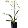 Twinkle Yellow Bird Orchid - Oncidium - 2" Pot - Collector Orchids