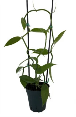 Vanilla Vine Orchid Plant - Vanilla Planifolia - 4.5" Pot With Support Stakes