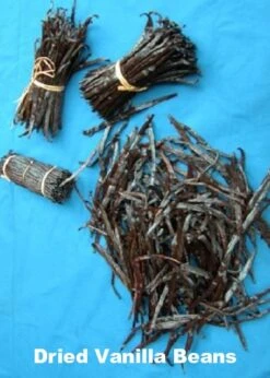 Vanilla Vine Orchid Plant - Vanilla Planifolia - 4.5" Pot With Support Stakes -Plant Shop vanillaorchid1 05498.1670005676