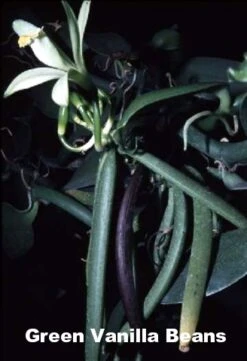 Vanilla Vine Orchid Plant - Vanilla Planifolia - 4.5" Pot With Support Stakes -Plant Shop vanillaorchid2 49074.1670005676