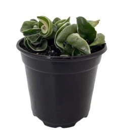 Variegated Hindu Rope Plant - Hoya Carnosa Variegata - 4" Pot