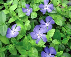 Bowles Myrtle - Periwinkle/Vinca - Hardy Groundcover - Gallon Pot